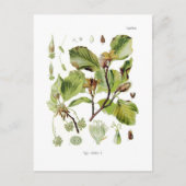 Fagus silvatica (Buche) Postkarte (Vorderseite)