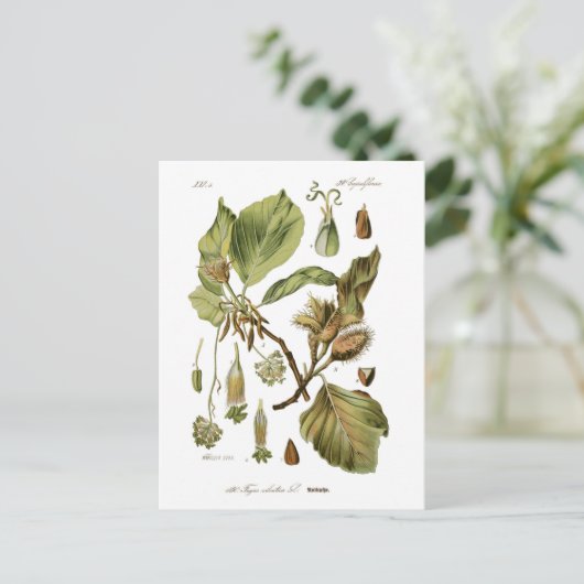 Fagus silvatica (Buche) Postkarte (Stehend Vorderseite)