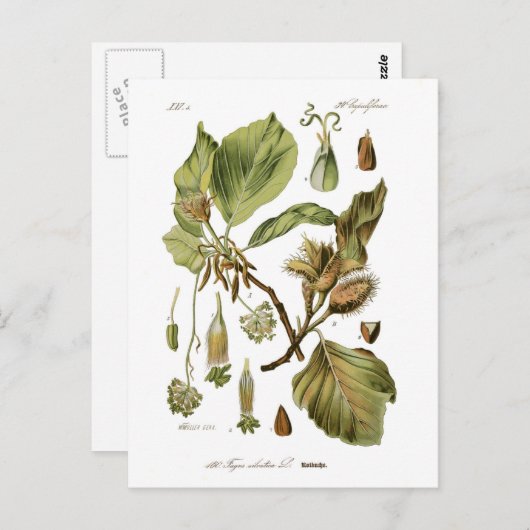 Fagus silvatica (Buche) Postkarte (Vorne/Hinten)
