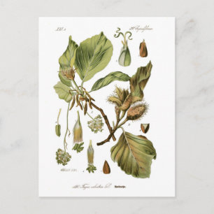 Fagus silvatica (Buche) Postkarte