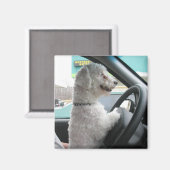 Fahrbichon Magnet (Vorderseite/Rückseite)