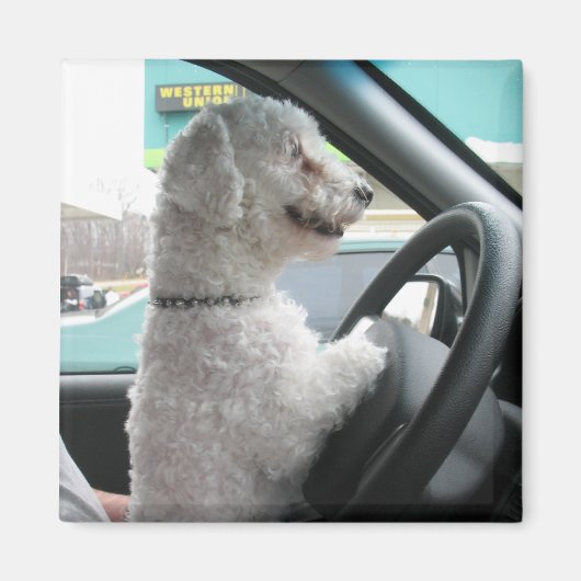 Fahrbichon Magnet (Vorne)