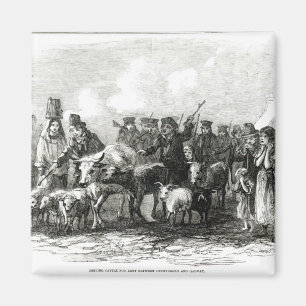 Fahren des Viehs für Miete Magnet