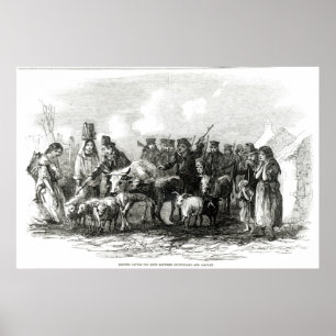 Fahren des Viehs für Miete Poster