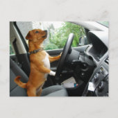 Fahrerlaubnis-Gratulationskarte Postkarte (Vorderseite)