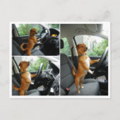 Fahrerlaubnis-Gratulationskarte Postkarte (Vorderseite)