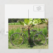 Fahrrad unter Bananenbaum Postkarte (Vorne/Hinten)