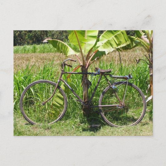 Fahrrad unter Bananenbaum Postkarte (Vorderseite)