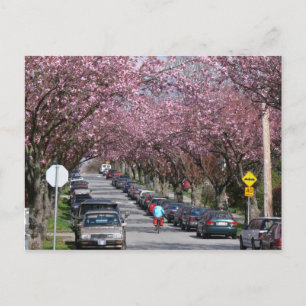 Fahrräder und Kirschblüten Postkarte
