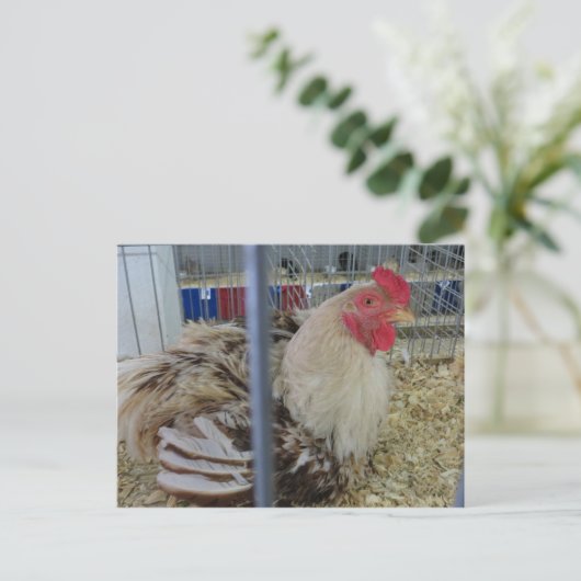 Fair Chicken Postkarte (Stehend Vorderseite)