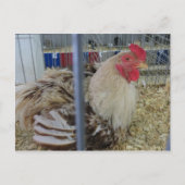 Fair Chicken Postkarte (Vorderseite)