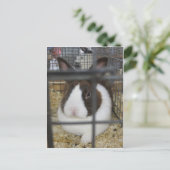 Fair Rabbit Postkarte (Stehend Vorderseite)