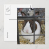 Fair Rabbit Postkarte (Vorne/Hinten)