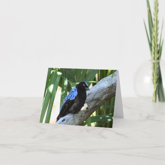 Fairy Bluebird Foto Faltkarte (Vorderseite)