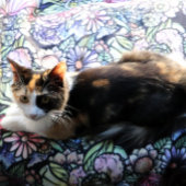 Fairy Garden Gardening Flower Gardens Fairies      Fleecedecke