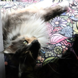 Fairy Garden Gardening Flower Gardens Fairies      Fleecedecke