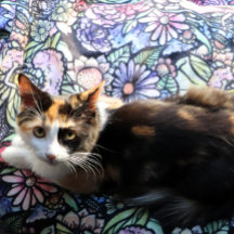 Fairy Garden Gardening Flower Gardens Fairies     