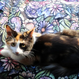 Fairy Garden Gardening Flower Gardens Fairies      Sherpadecke