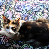 Fairy Garden Gardens Fleecedecke