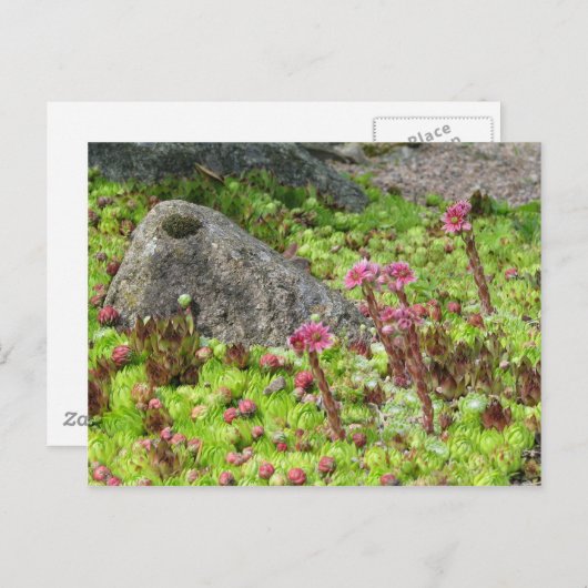 Fairy Landscape Postkarte (Vorne/Hinten)