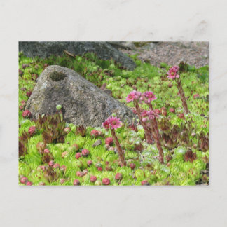 Fairy Landscape Postkarte