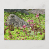 Fairy Landscape Postkarte (Vorderseite)