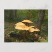 Fairy Mushroom Ring Postkarte (Vorderseite)