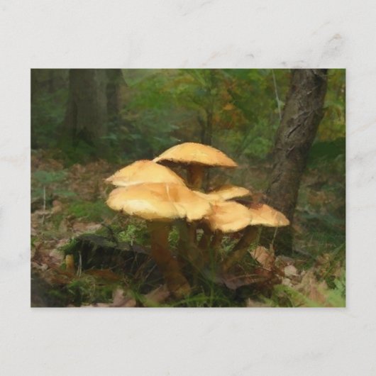 Fairy Mushroom Ring Postkarte (Vorderseite)