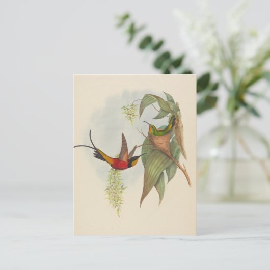 Fairy Topaz | John Gould Postkarte (Stehend Vorderseite)