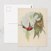 Fairy Topaz | John Gould Postkarte (Vorne/Hinten)