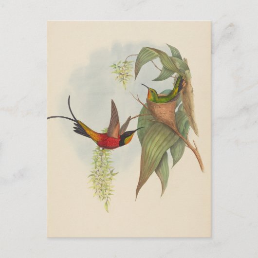 Fairy Topaz | John Gould Postkarte (Vorderseite)