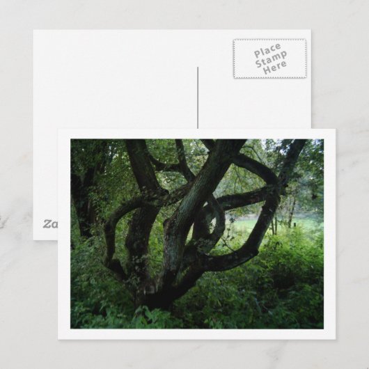 Fairy Tree Postkarte (Vorne/Hinten)