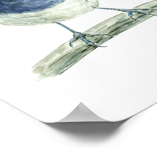 Fairy Wren Poster (Ecke)