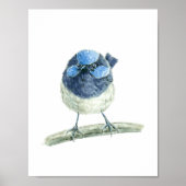 Fairy Wren Poster (Vorne)