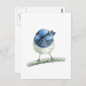 Fairy Wren Postkarte (Vorne/Hinten)