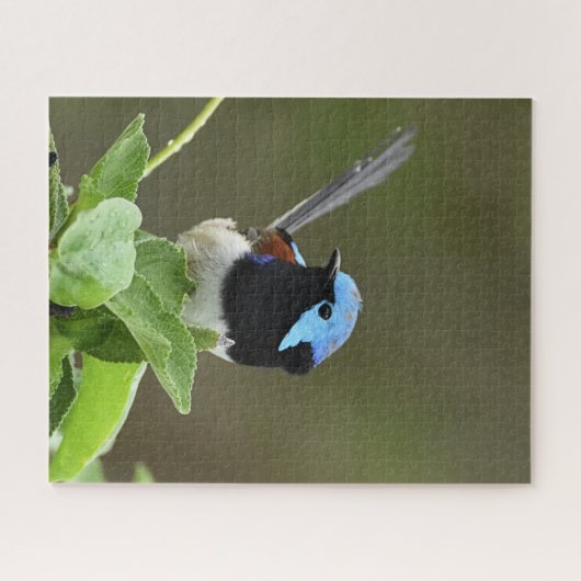 Fairy Wren Puzzle (Horizontal)