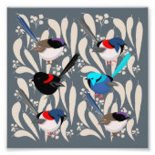 Fairy Wrens Fotodruck (Vorne)