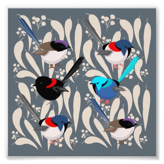 Fairy Wrens Fotodruck (Vorne)