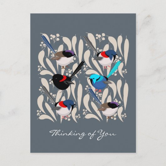 Fairy Wrens Postkarte (Vorderseite)