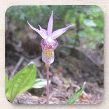 Fairyslipper Orchid-Blume