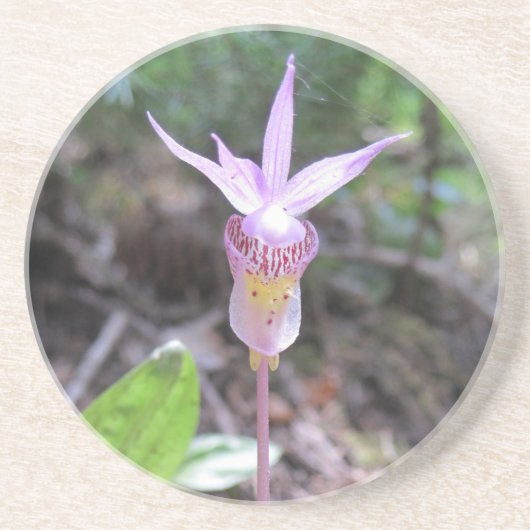 Fairyslipper Orchid-Blume Getränkeuntersetzer (Vorne)