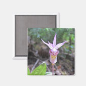 Fairyslipper Orchid-Blume Magnet (Vorderseite/Rückseite)