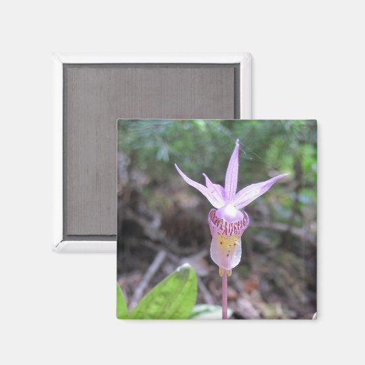 Fairyslipper Orchid-Blume Magnet (Vorderseite/Rückseite)