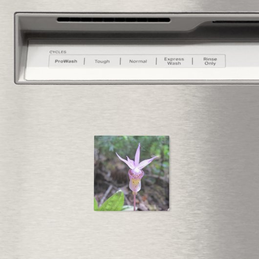 Fairyslipper Orchid-Blume Magnet (In Situ (Geschirrspüler))