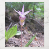 Fairyslipper Orchid-Blume Weinetikett (Einzelnes Label)