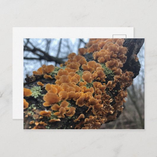 Fairytale Fungus Postkarte (Vorne/Hinten)