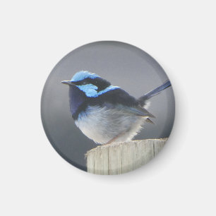Fairywren Magnet für Vogelliebhaber