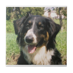 Faithful Finnegan Fliese