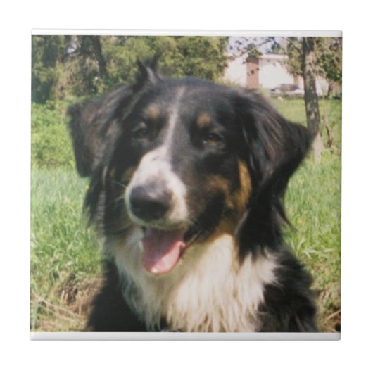 Faithful Finnegan Fliese (Vorderseite)