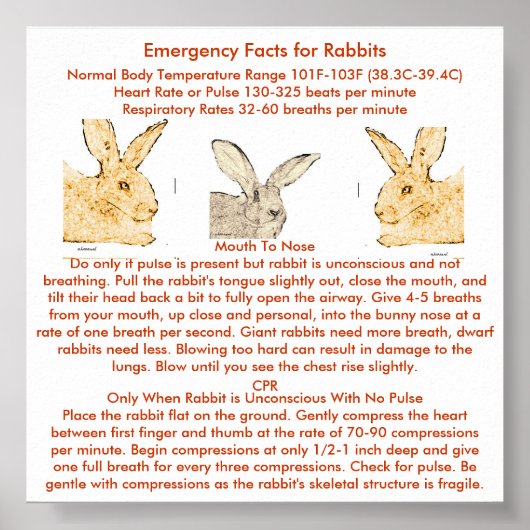 Fakten für die flämischen Riesenkaninchen Poster (Vorne)